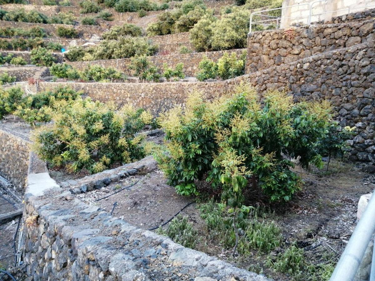 Ferienwohnung Independent House In Rural Setting La Orotava Exterior foto